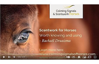 scentwork for horses knowing and using
